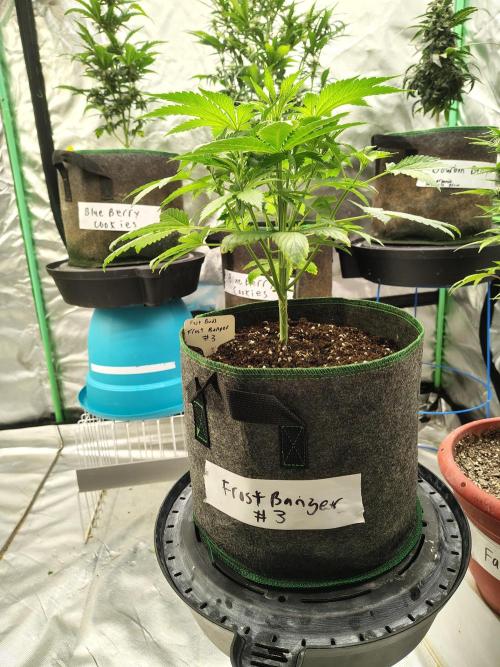 FrostBanger Auto. Week 3