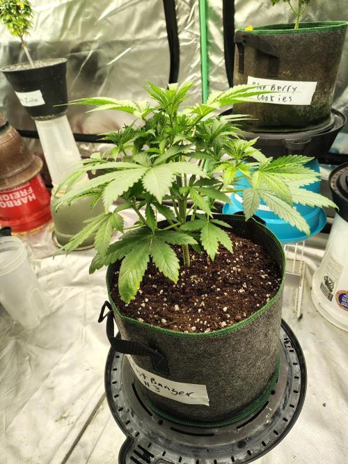 FrostBanger Auto. Week 3