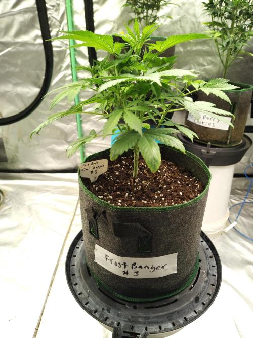 FrostBanger Auto. Week 3