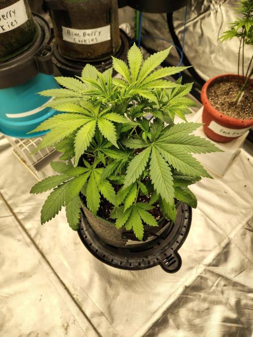 FrostBanger Auto. Week 3