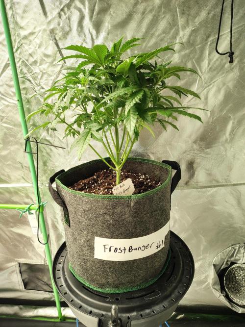 FrostBanger Auto. Week 3