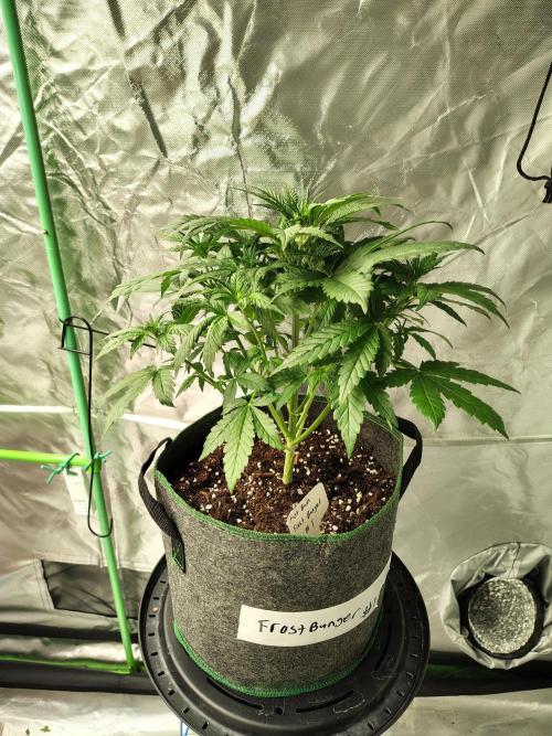 FrostBanger Auto. Week 3
