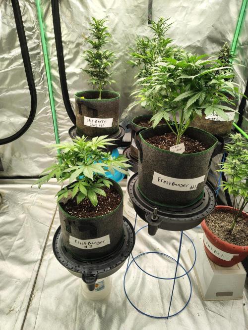 FrostBanger Auto. Week 3