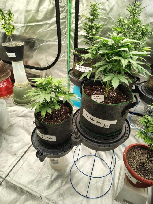 FrostBanger Auto. Week 3