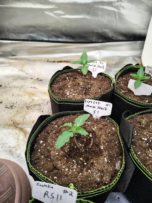 Mango Sherb S1. Week 1