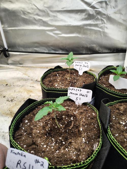 Mango Sherb S1. Week 1