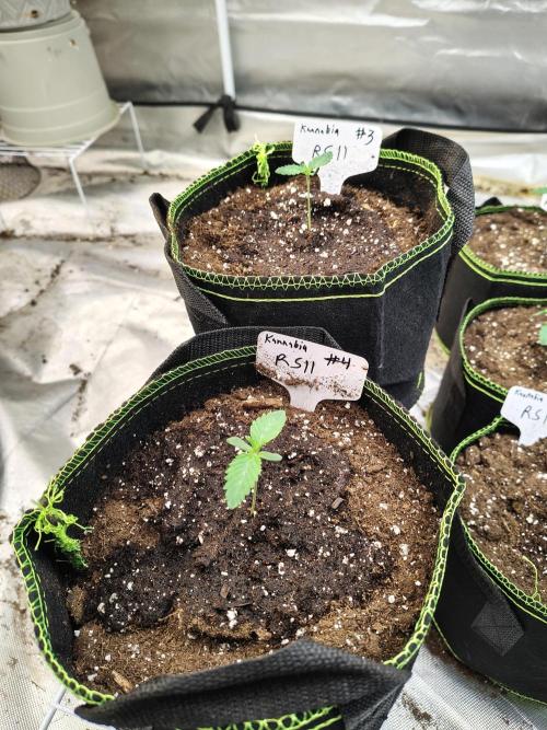 RS11 (Rainbow Sherbet). Week 1