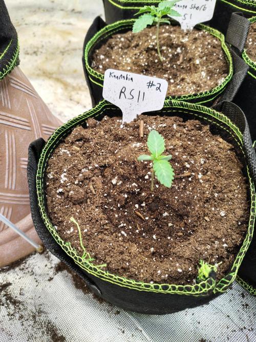 RS11 (Rainbow Sherbet). Week 1