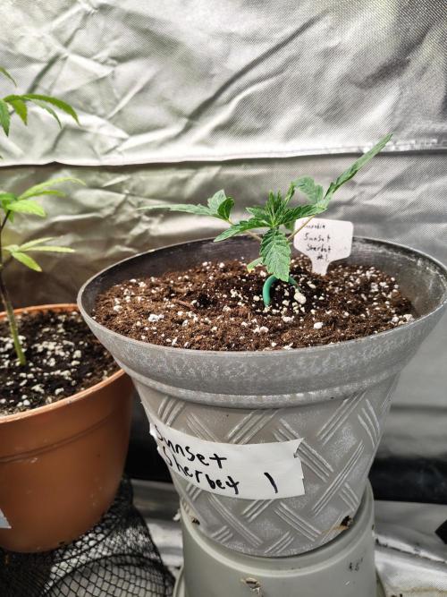 Sunset Sherbet. Week 2