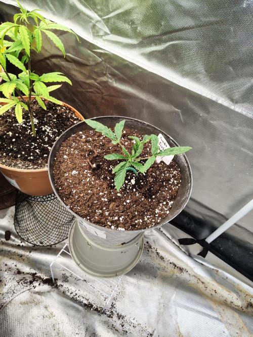 Sunset Sherbet. Week 2