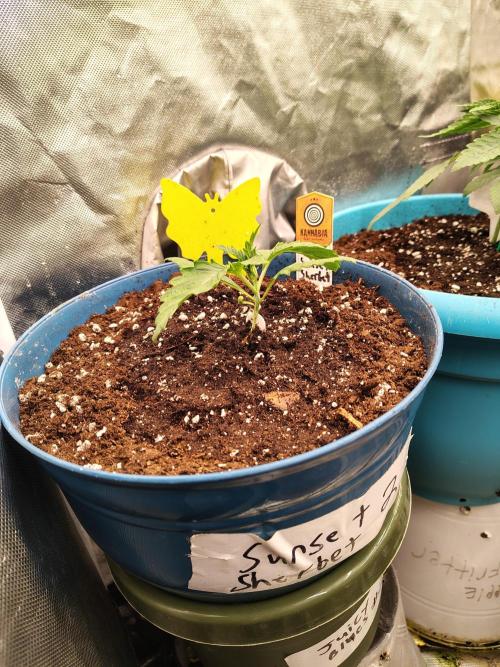 Sunset Sherbet. Week 2