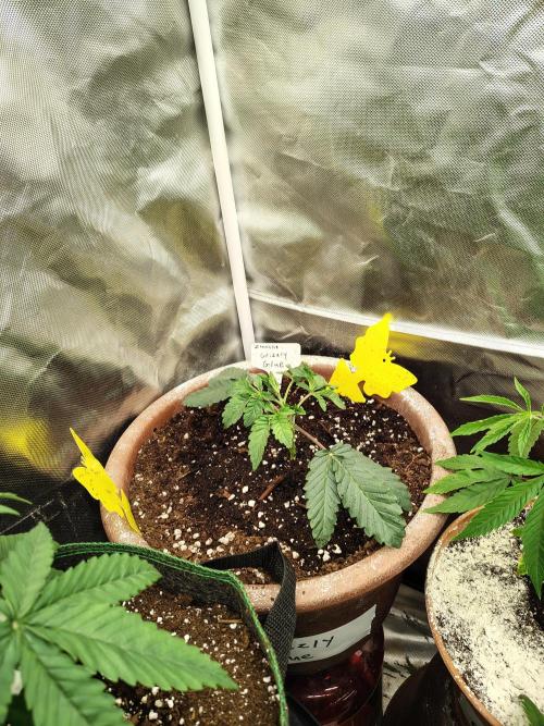 Grizzly Glue. Week 3