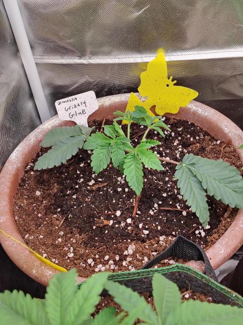 Grizzly Glue. Week 3