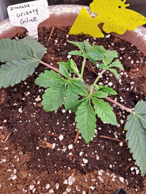 Grizzly Glue. Week 3