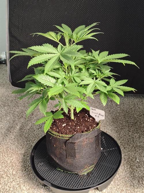 Juicy Blues Auto (Run #2). Week 4