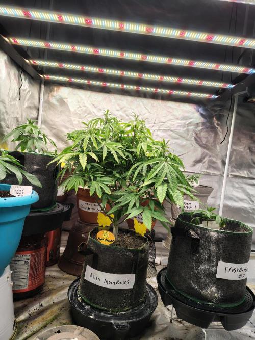 Alien Moonrocks. Week 10