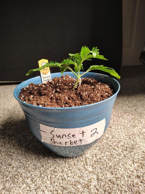 Sunset Sherbet. Week 2