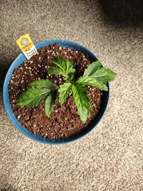 Sunset Sherbet. Week 2