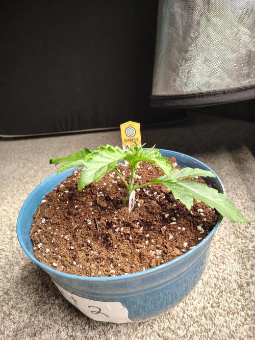 Sunset Sherbet. Week 2