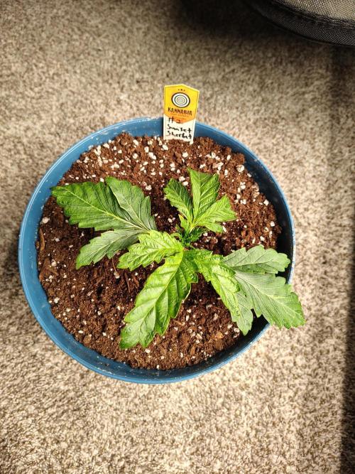 Sunset Sherbet. Week 2