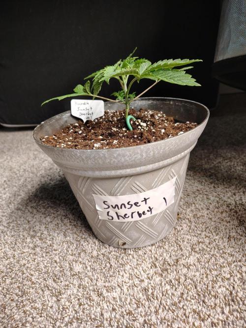 Sunset Sherbet. Week 2