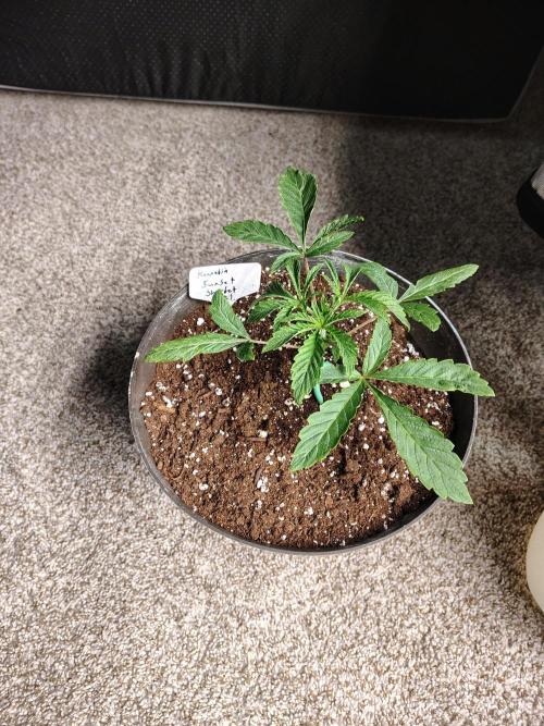 Sunset Sherbet. Week 2