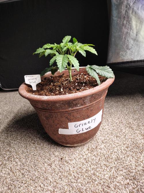 Grizzly Glue. Week 4