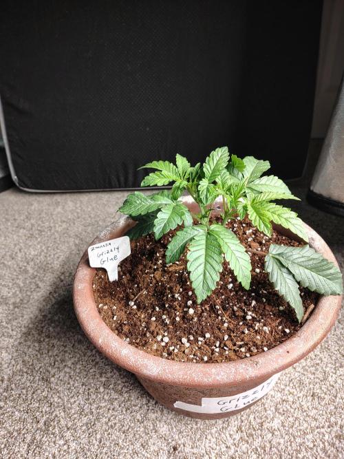 Grizzly Glue. Week 4