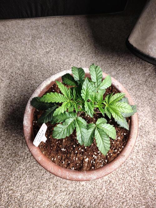 Grizzly Glue. Week 4