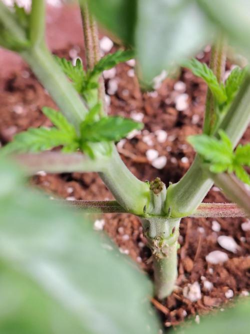 Grizzly Glue. Week 4