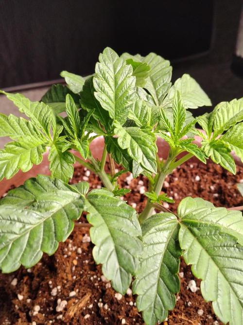 Grizzly Glue. Week 4