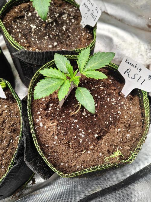 RS11 (Rainbow Sherbet). Week 1