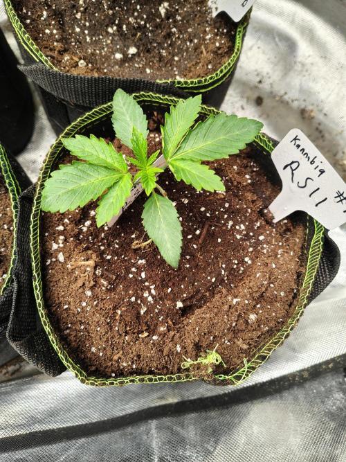 RS11 (Rainbow Sherbet). Week 1