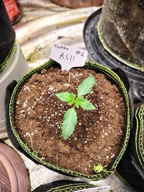 RS11 (Rainbow Sherbet). Week 1