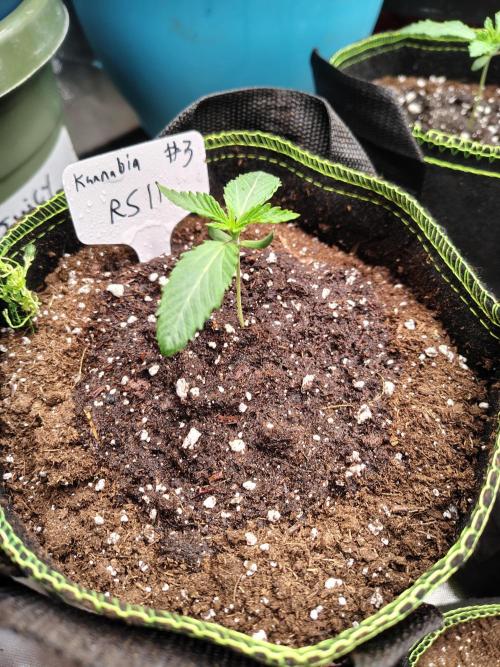 RS11 (Rainbow Sherbet). Week 1