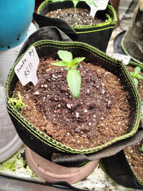 RS11 (Rainbow Sherbet). Week 1