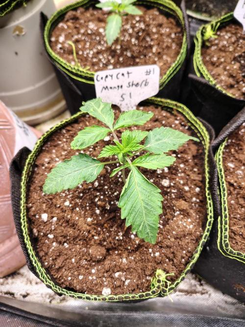 Mango Sherb S1. Week 1