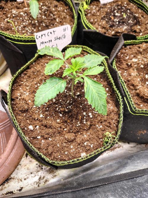 Mango Sherb S1. Week 1