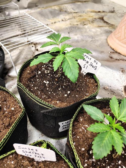 Mango Sherb S1. Week 1