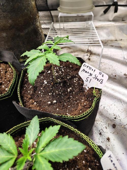 Mango Sherb S1. Week 1