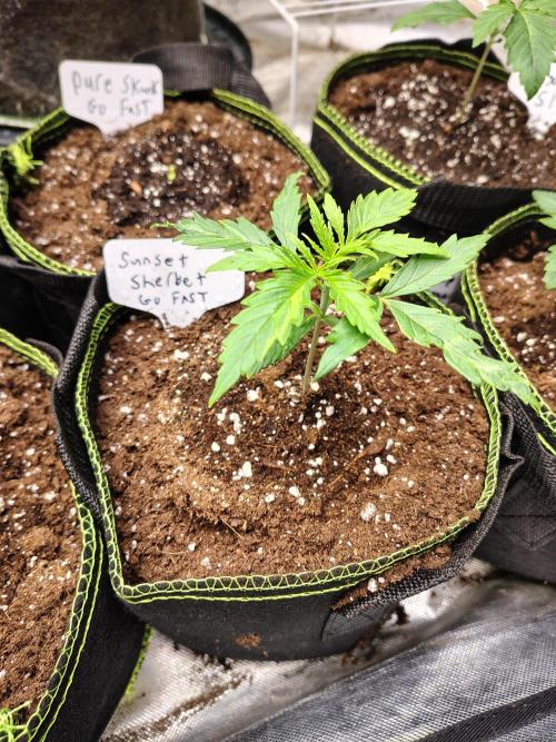 Sunset Sherbet Go Fast. Week 2