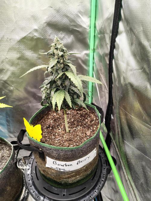 Bourbon Berry. Week 11