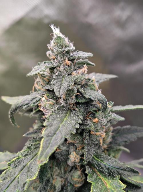 Bourbon Berry. Week 11