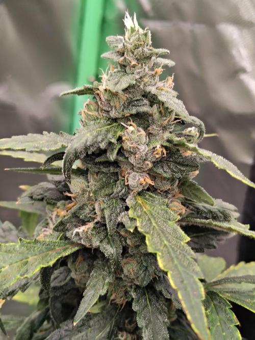 Bourbon Berry. Week 11