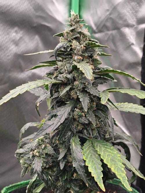 Bourbon Berry. Week 11