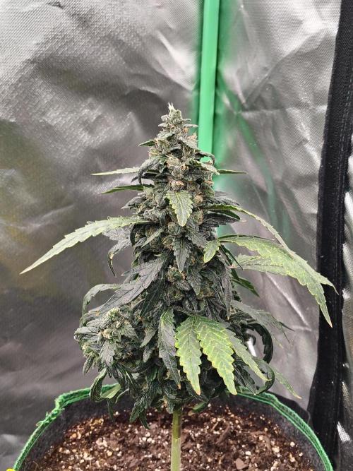 Bourbon Berry. Week 11