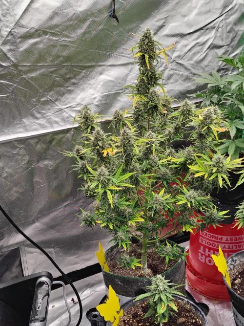 Bourbon Berry. Week 11