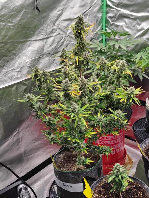 Bourbon Berry. Week 11