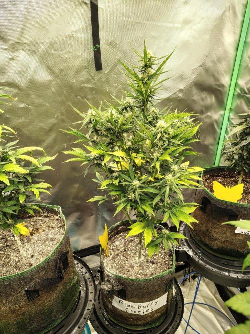 Blueberry Cookies. Week 7