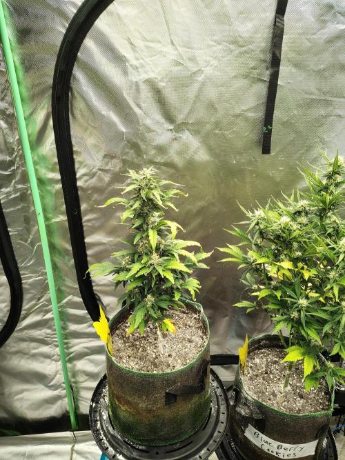 Blueberry Cookies. Week 7